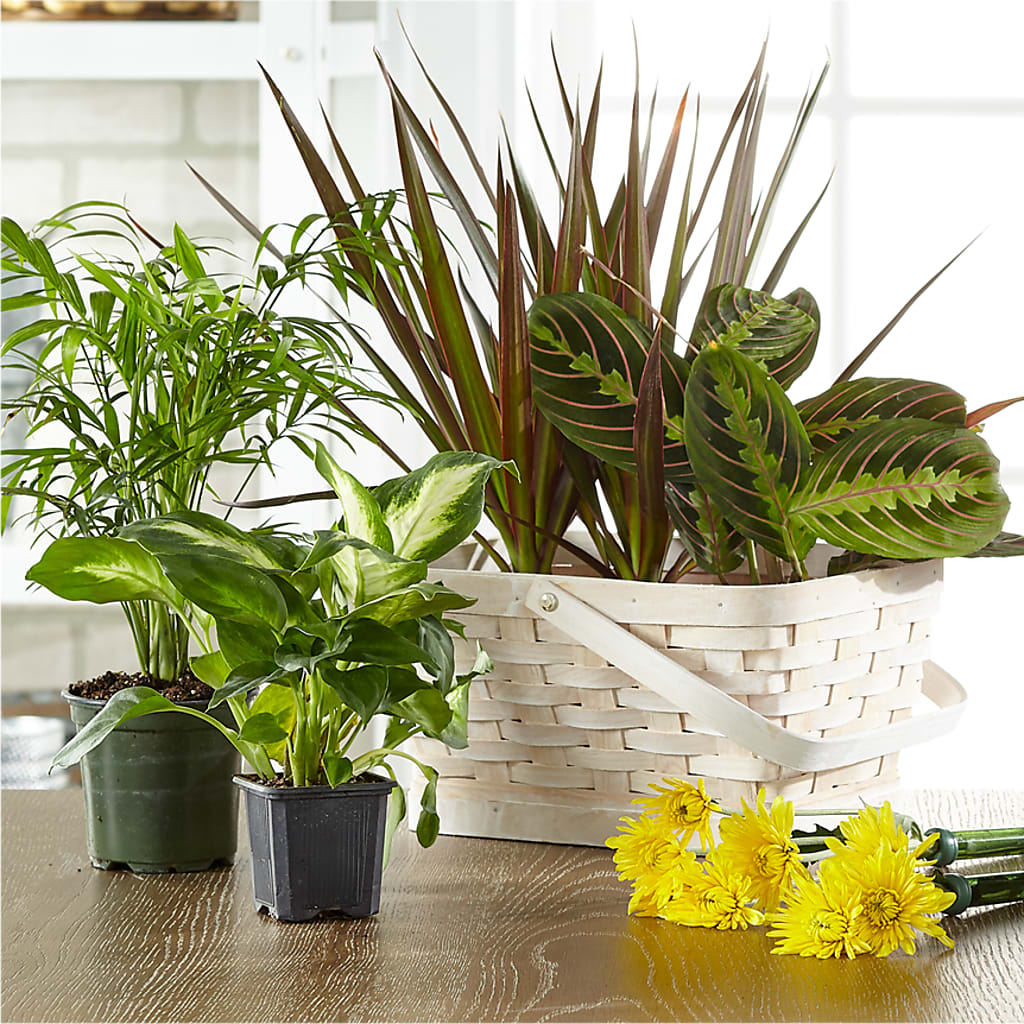 Florist Designed Blooming and Green Plants in a Basket – FUZZY'S FLOWERS GIFTS AND TUXEDOS, Marion OH