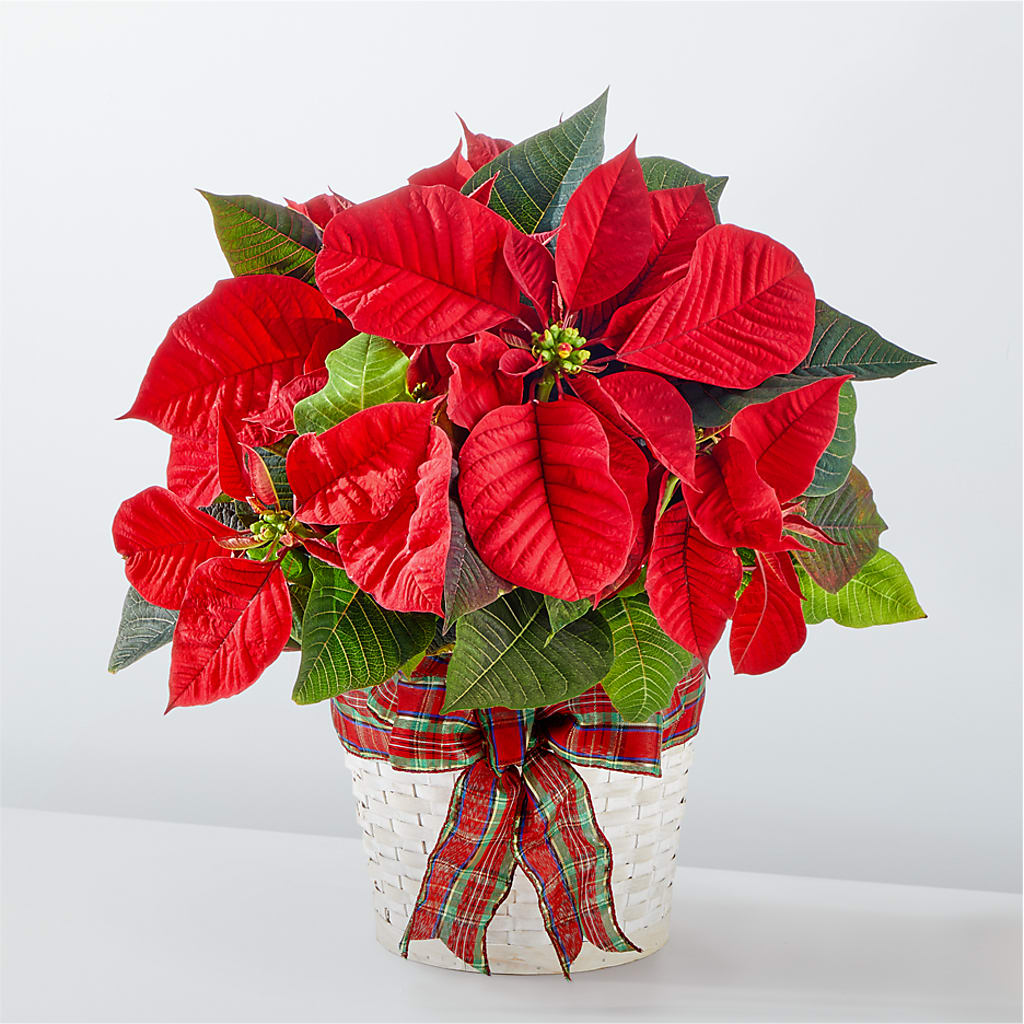Happiest Holidays Poinsettia – FUZZY'S FLOWERS GIFTS AND TUXEDOS, Marion OH