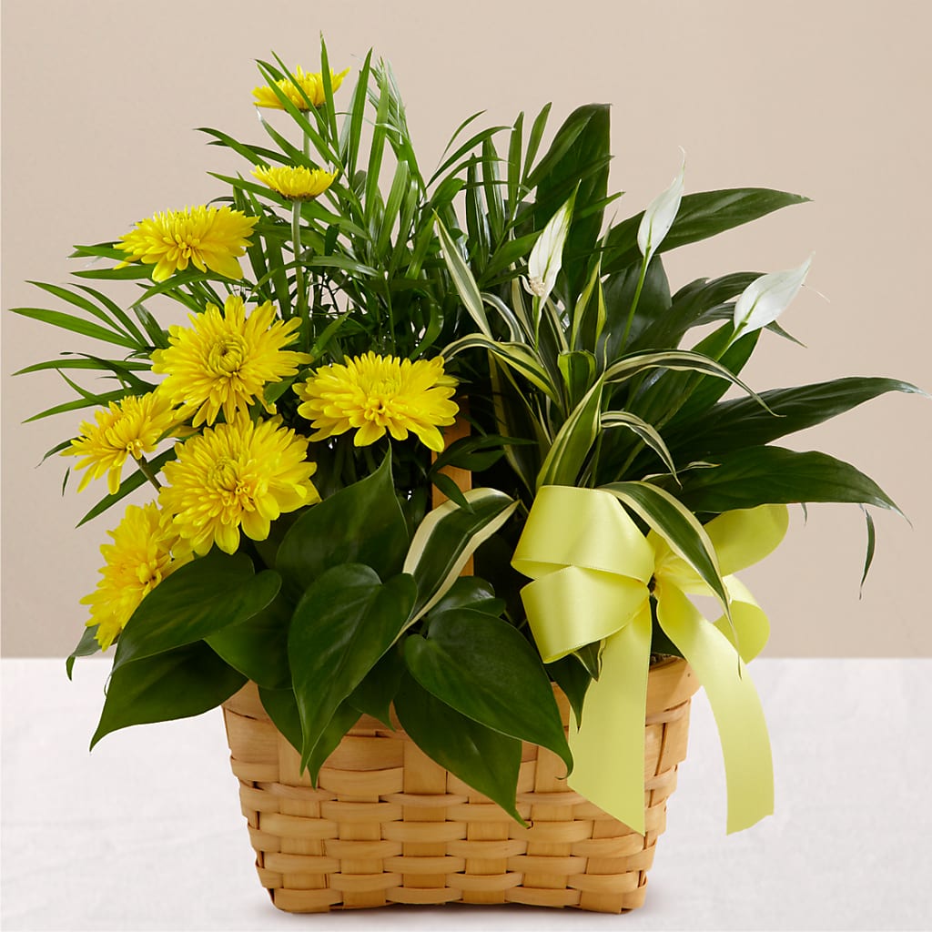 Loving Light Dishgarden – FUZZY'S FLOWERS GIFTS AND TUXEDOS, Marion OH