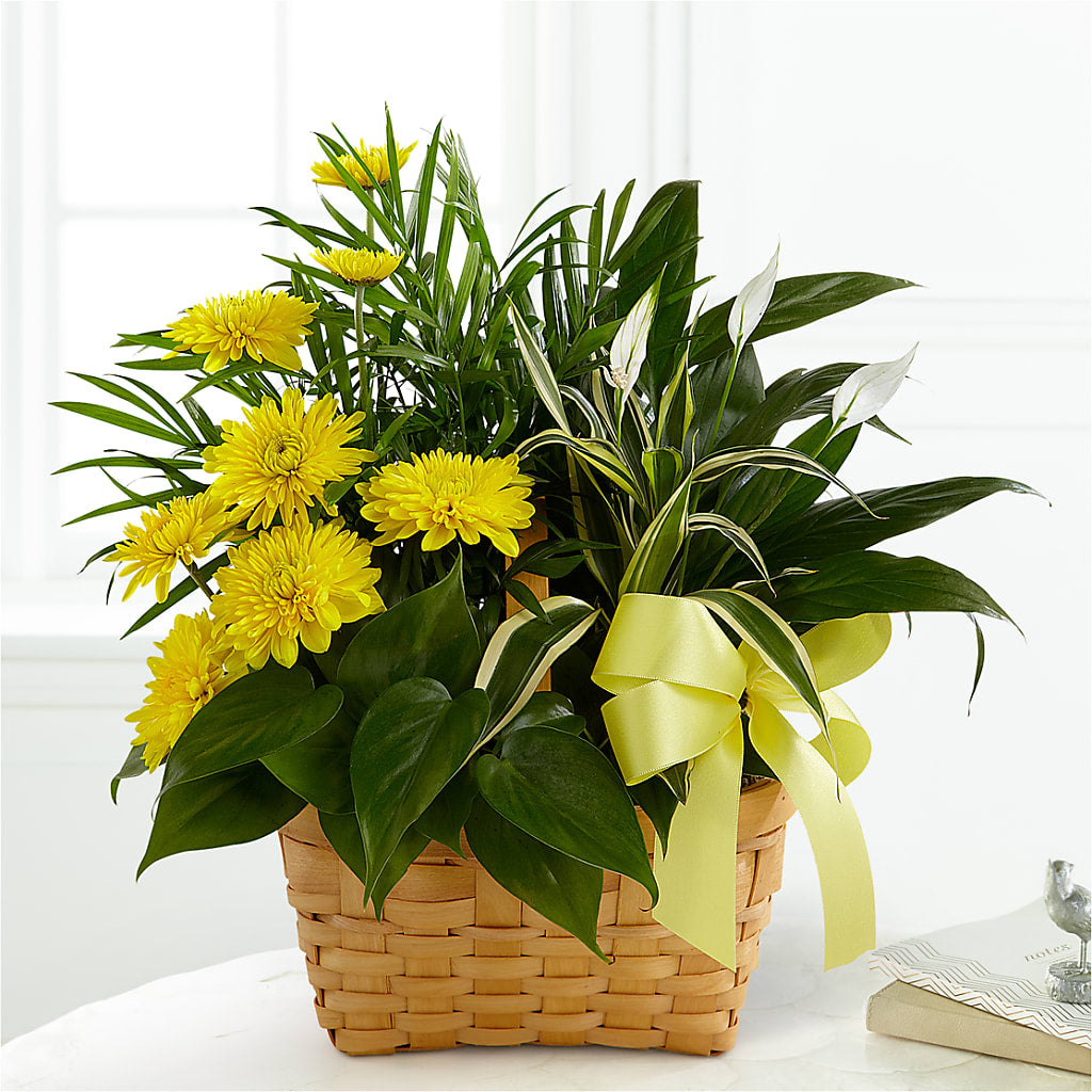 Loving Light Dishgarden – FUZZY'S FLOWERS GIFTS AND TUXEDOS, Marion OH