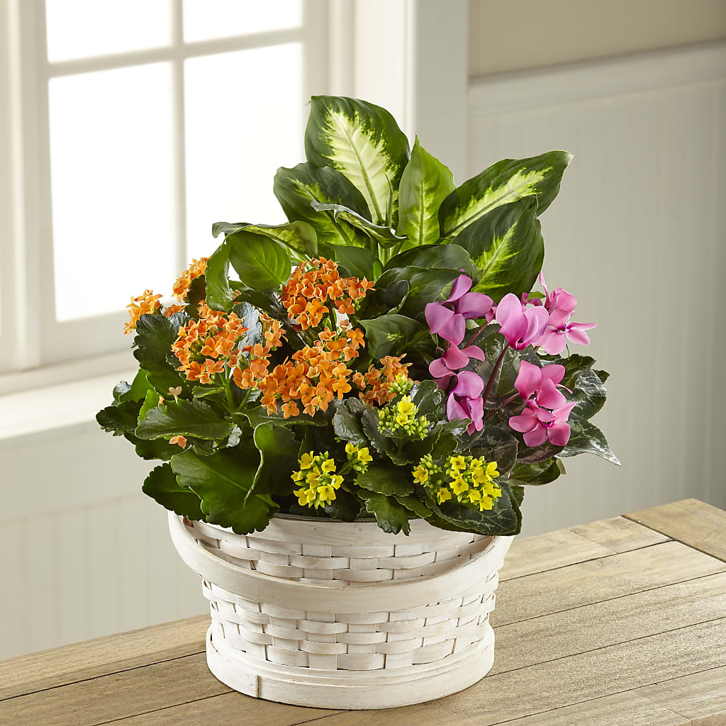 Color Crush Dishgarden – FUZZY'S FLOWERS GIFTS AND TUXEDOS, Marion OH