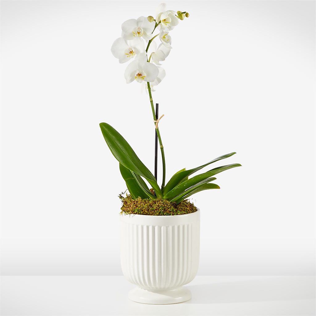 Whispering White Orchid – FUZZY'S FLOWERS GIFTS AND TUXEDOS, Marion OH