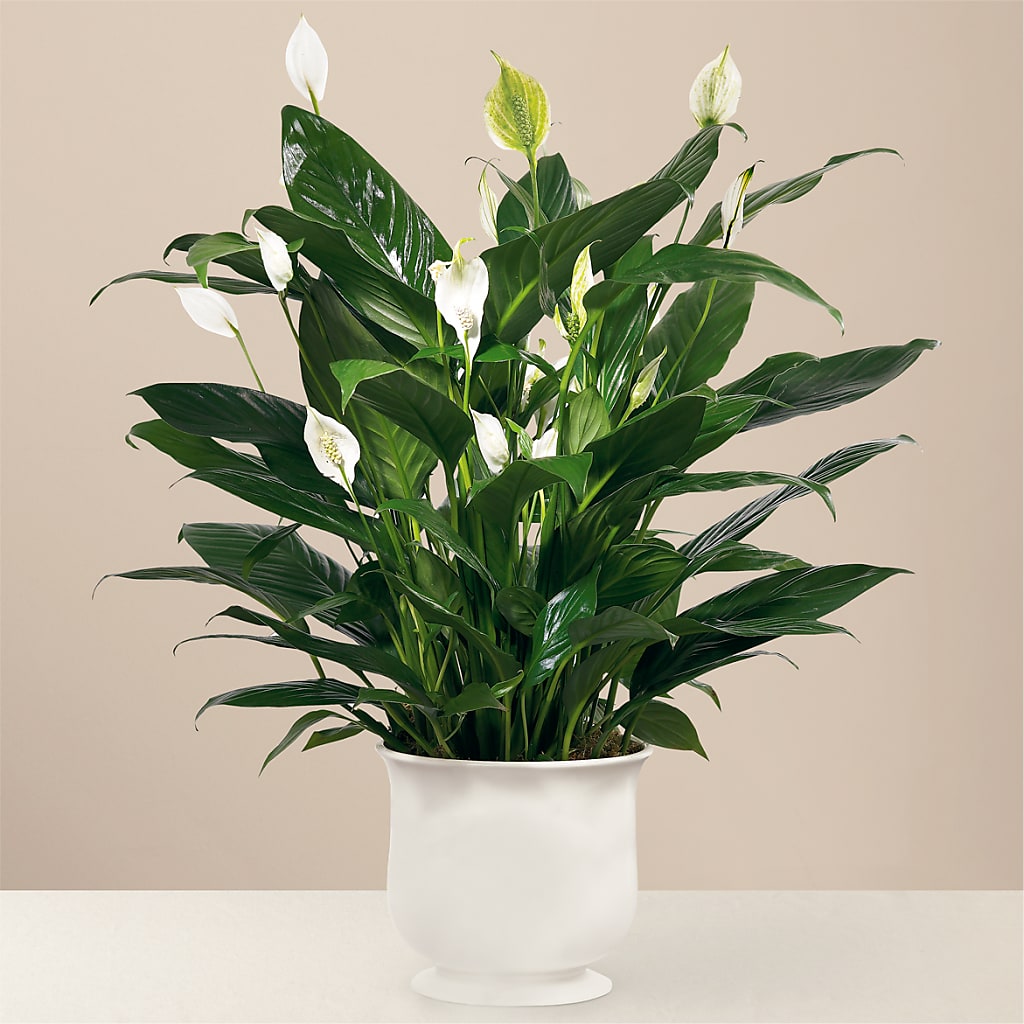 Comfort Planter – FUZZY'S FLOWERS GIFTS AND TUXEDOS, Marion OH