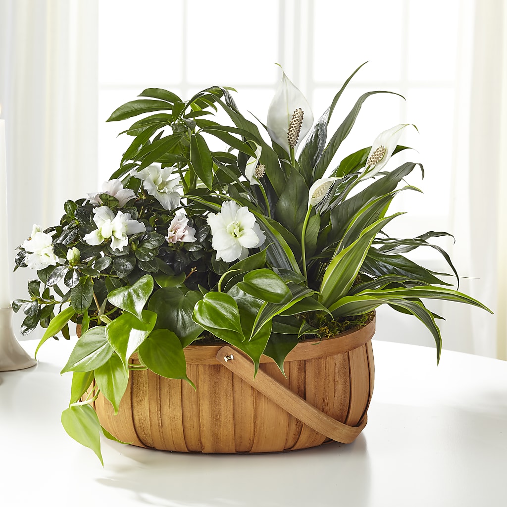 Serene Dishgarden – FUZZY'S FLOWERS GIFTS AND TUXEDOS, Marion OH