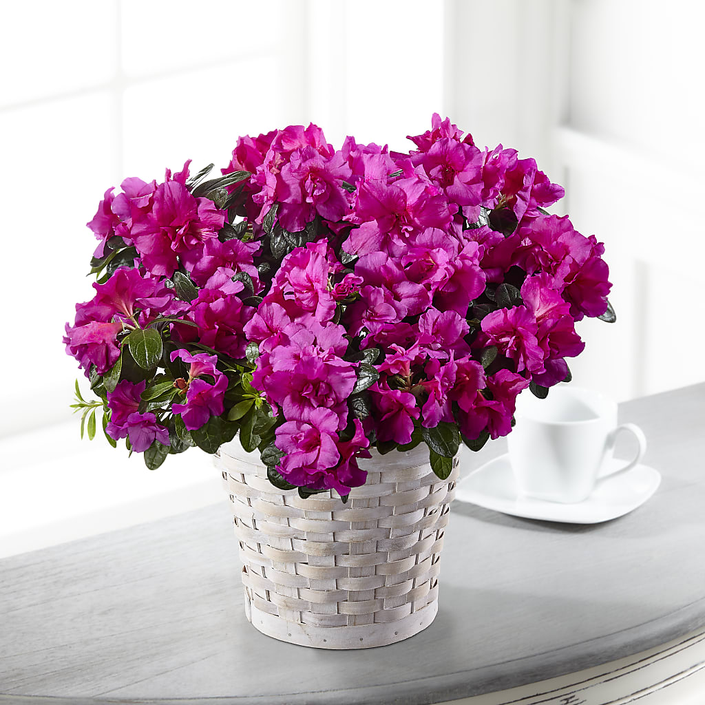 Hope & Serenity Azalea Plant – FUZZY'S FLOWERS GIFTS AND TUXEDOS, Marion OH