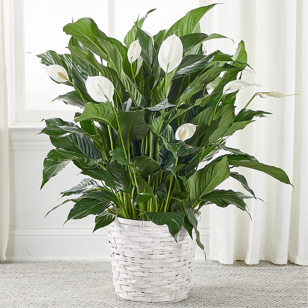 A New Leaf Peace Lily – FUZZY'S FLOWERS GIFTS AND TUXEDOS, Marion OH