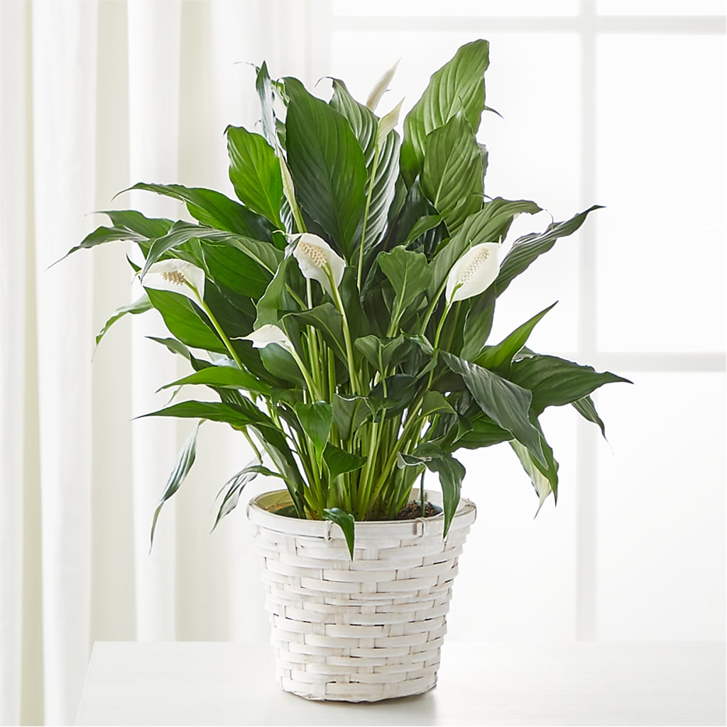 peace lily hot fuzz A New Leaf Peace Lily