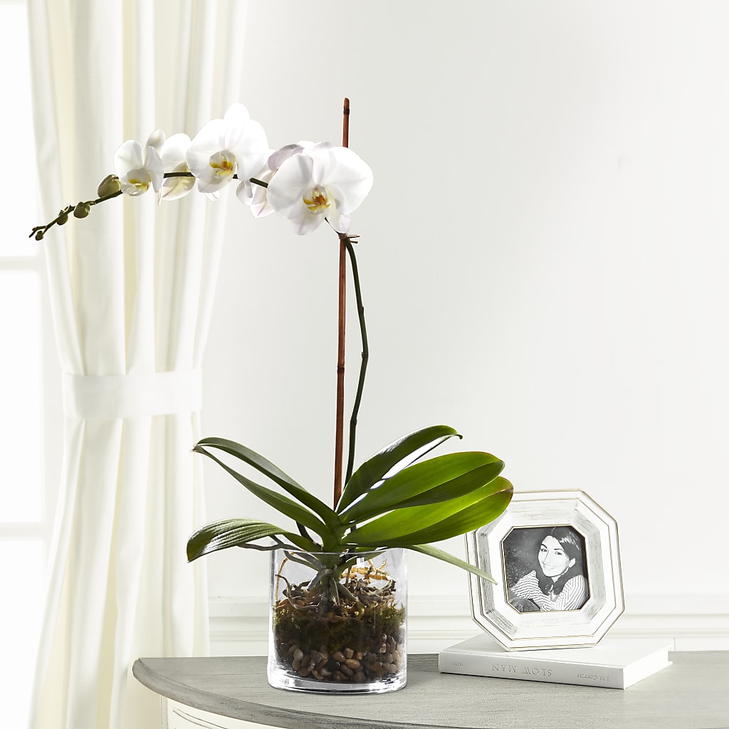 White Orchid Planter – FUZZY'S FLOWERS GIFTS AND TUXEDOS, Marion OH