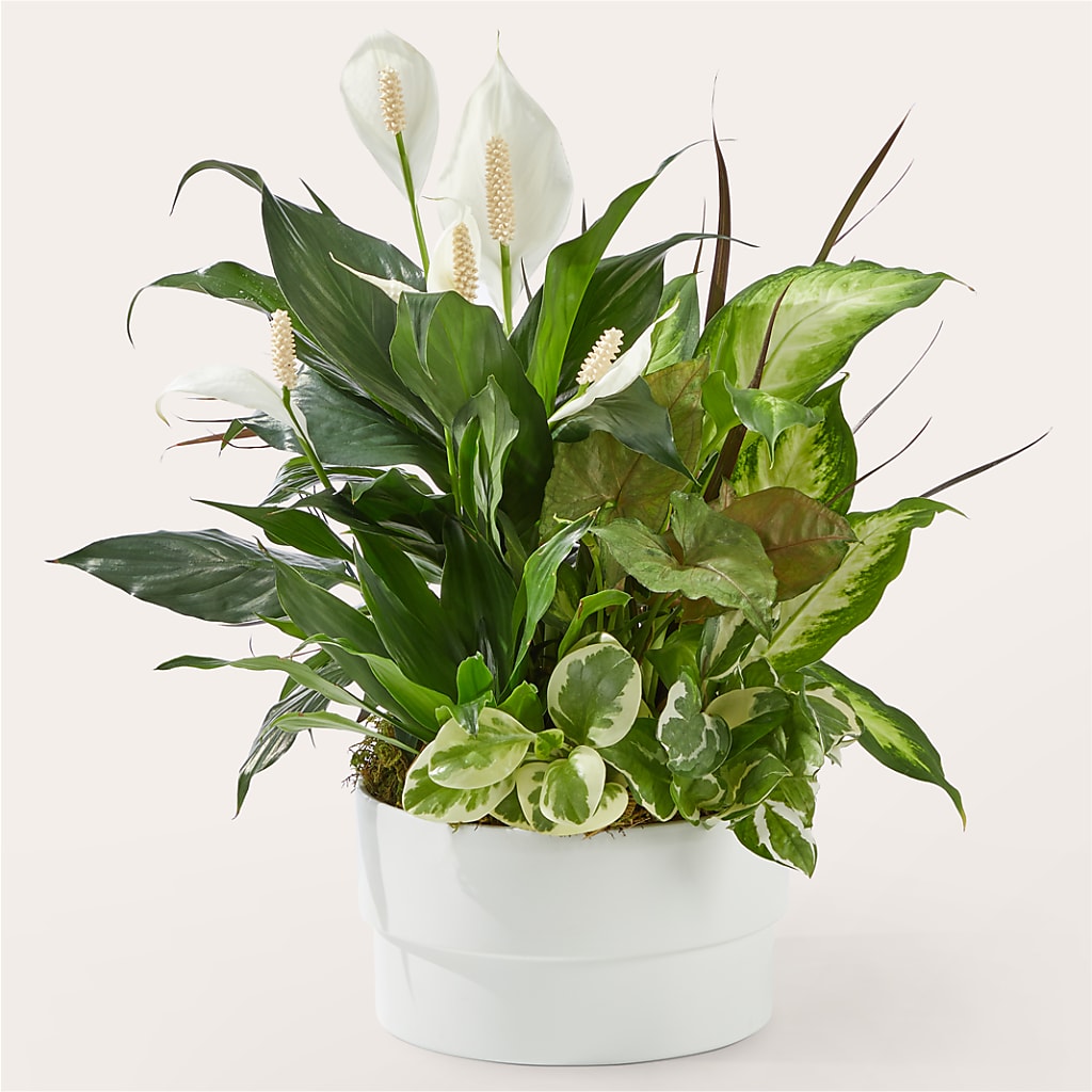 Radiating Positivity Dishgarden – FUZZY'S FLOWERS GIFTS AND TUXEDOS, Marion OH