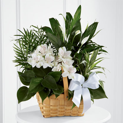 Peace & Serenity Dishgarden – FUZZY'S FLOWERS GIFTS AND TUXEDOS, Marion OH