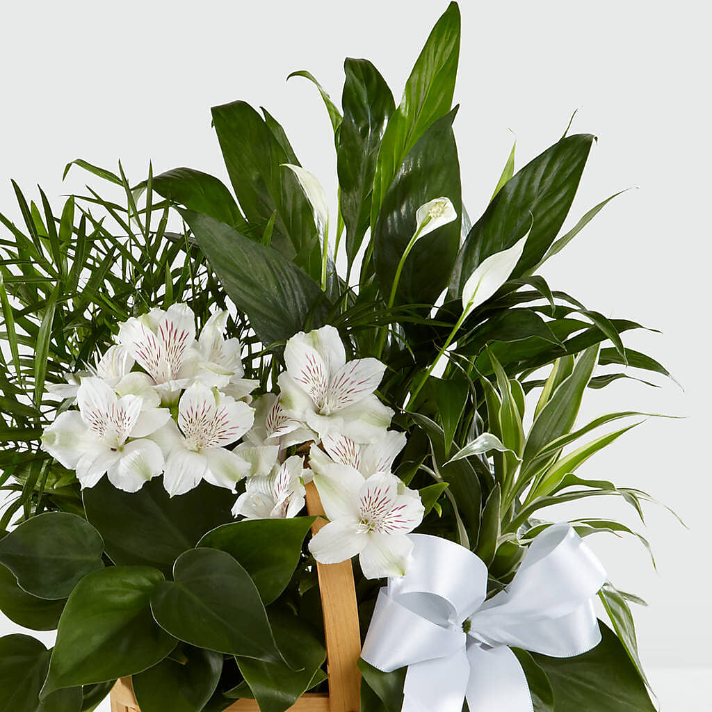Peace & Serenity Dishgarden – FUZZY'S FLOWERS GIFTS AND TUXEDOS, Marion OH