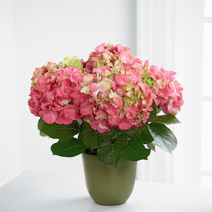 Pink Hydrangea Planter – FUZZY'S FLOWERS GIFTS AND TUXEDOS, Marion OH