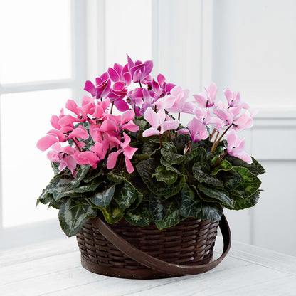 Mixed Cyclamen Planter – FUZZY'S FLOWERS GIFTS AND TUXEDOS, Marion OH