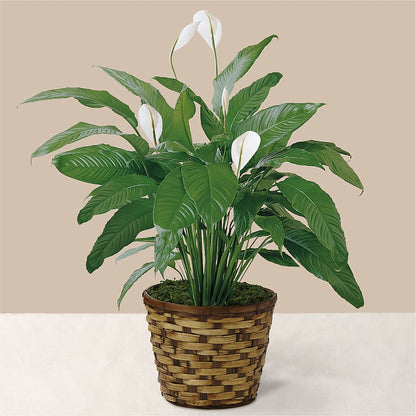 Tranquil Moments Peace Lily Plant – FUZZY'S FLOWERS GIFTS AND TUXEDOS, Marion OH