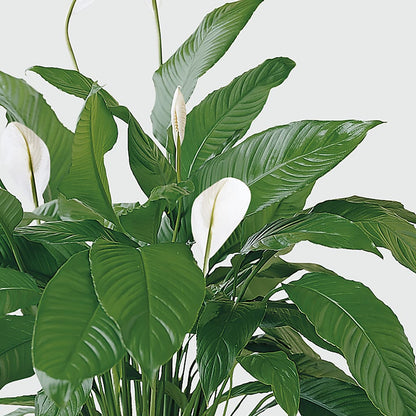 Tranquil Moments Peace Lily Plant – FUZZY'S FLOWERS GIFTS AND TUXEDOS, Marion OH