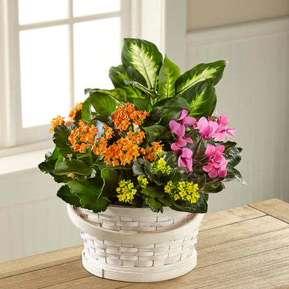 Color Crush Dishgarden – FUZZY'S FLOWERS GIFTS AND TUXEDOS, Marion OH