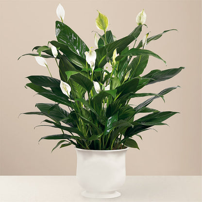 Comfort Planter – FUZZY'S FLOWERS GIFTS AND TUXEDOS, Marion OH