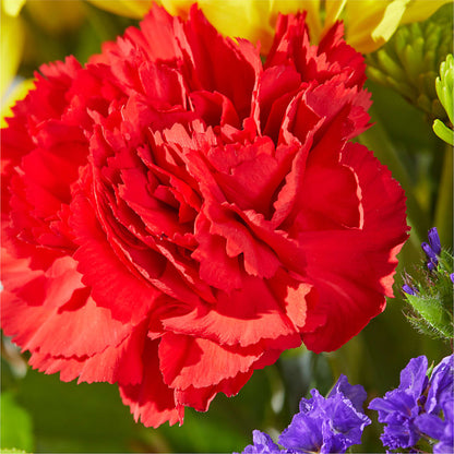 Brighter Days Bouquet – FUZZY'S FLOWERS GIFTS AND TUXEDOS, Marion OH