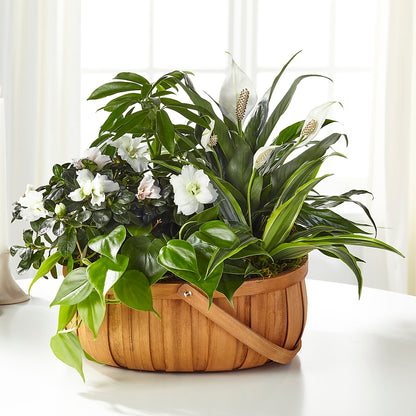 Serene Dishgarden – FUZZY'S FLOWERS GIFTS AND TUXEDOS, Marion OH