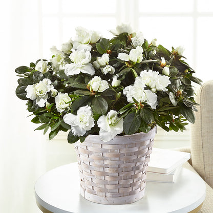 White Azalea Plant – FUZZY'S FLOWERS GIFTS AND TUXEDOS, Marion OH