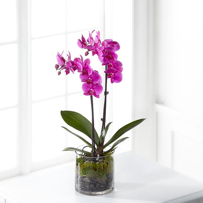 Pink Orchid Plant – FUZZY'S FLOWERS GIFTS AND TUXEDOS, Marion OH