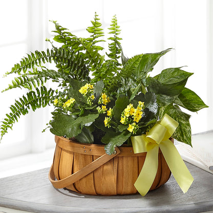 Always Dear Dishgarden – FUZZY'S FLOWERS GIFTS AND TUXEDOS, Marion OH