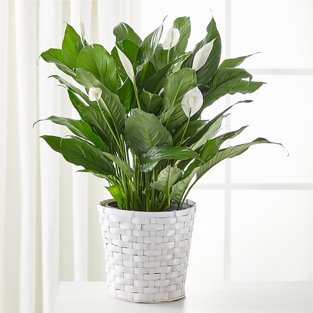 japanese peace lily hot fuzz A New Leaf Peace Lily – white flower arrangement | Marion, OH
