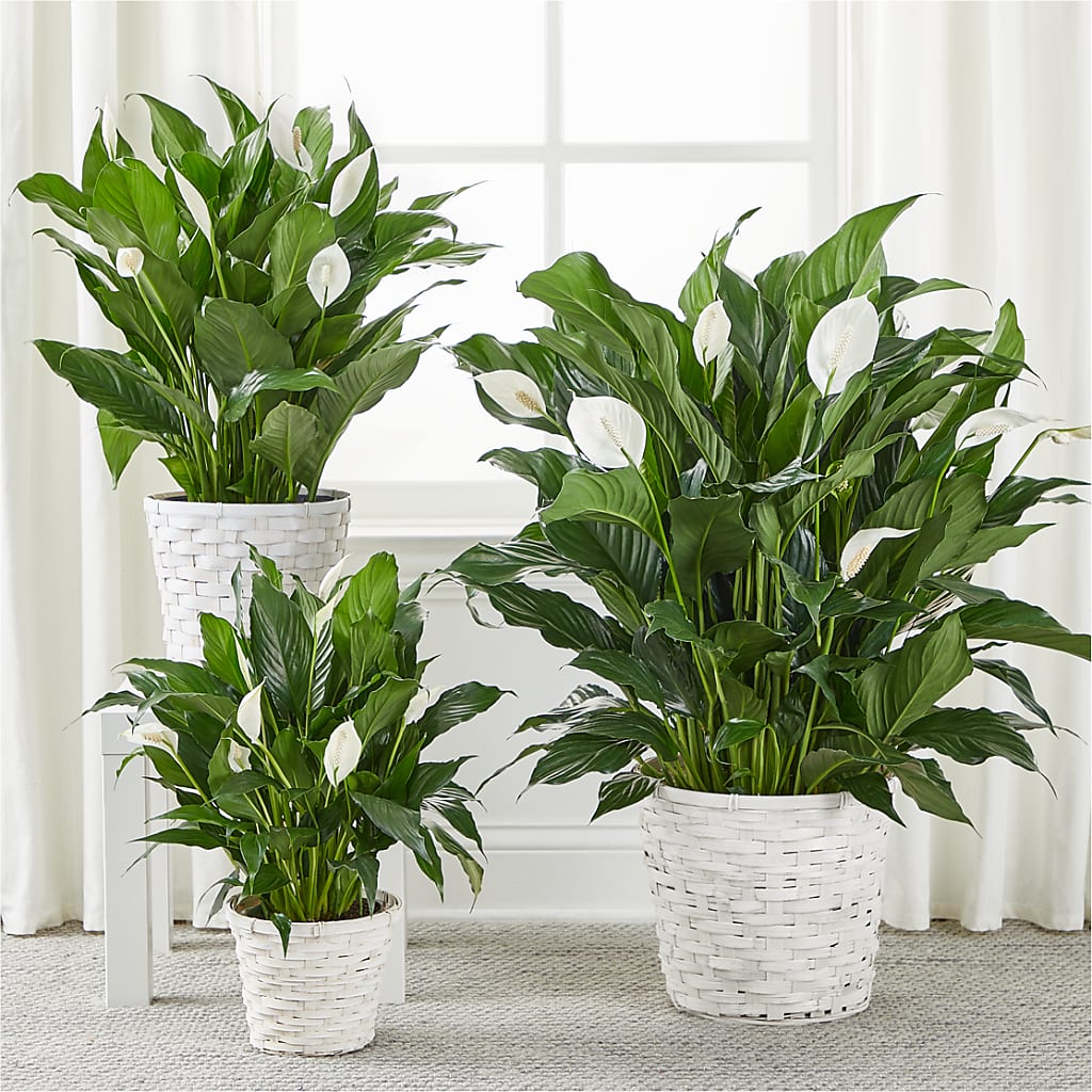 A New Leaf Peace Lily – FUZZY'S FLOWERS GIFTS AND TUXEDOS, Marion OH