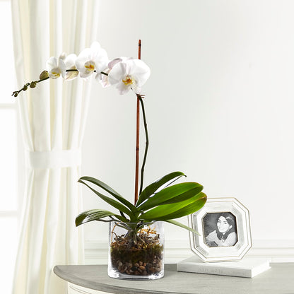 White Orchid Planter – FUZZY'S FLOWERS GIFTS AND TUXEDOS, Marion OH