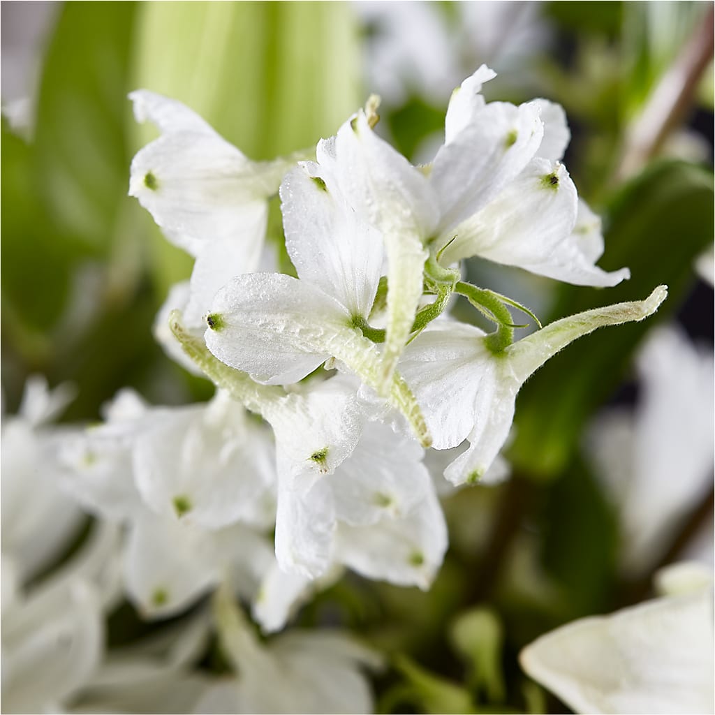 Classic Ivory – A Florist Original – FUZZY'S FLOWERS GIFTS AND TUXEDOS, Marion OH